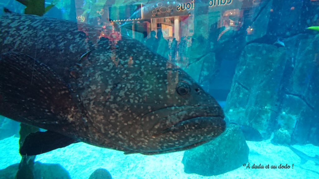 Aquarium de Dubai Mall
mérou