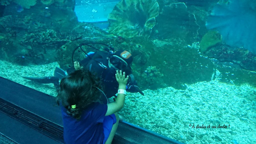 Aquarium de Dubai Mall
Dans le tunnel