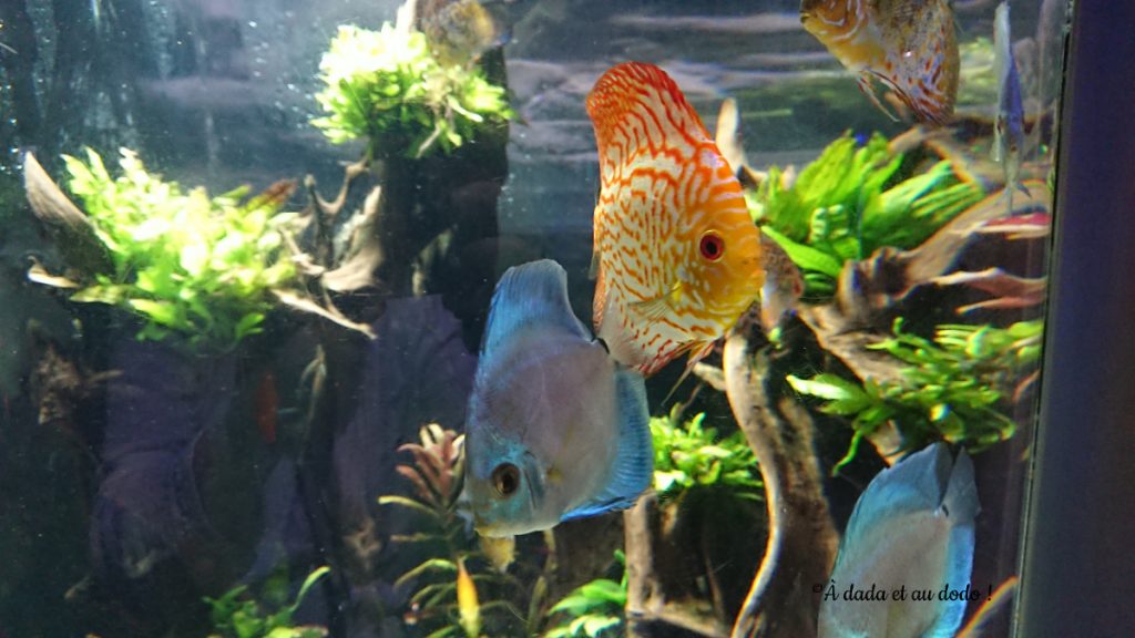Aquarium de Dubai Mall